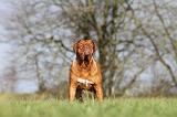 DOGUE DE BORDEAUX 123